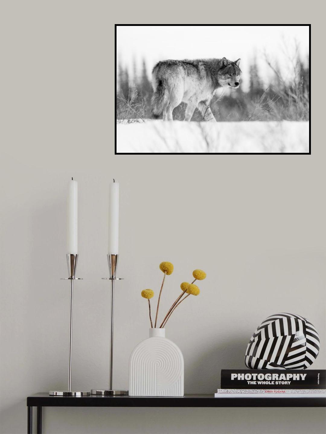 A grey wolf Poster och Canvastavla