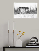 A grey wolf Poster och Canvastavla
