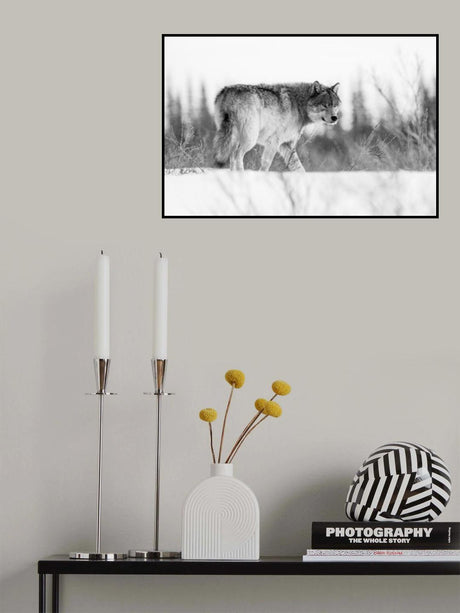 A grey wolf Poster och Canvastavla