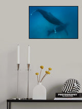 Humpback whales Poster och Canvastavla
