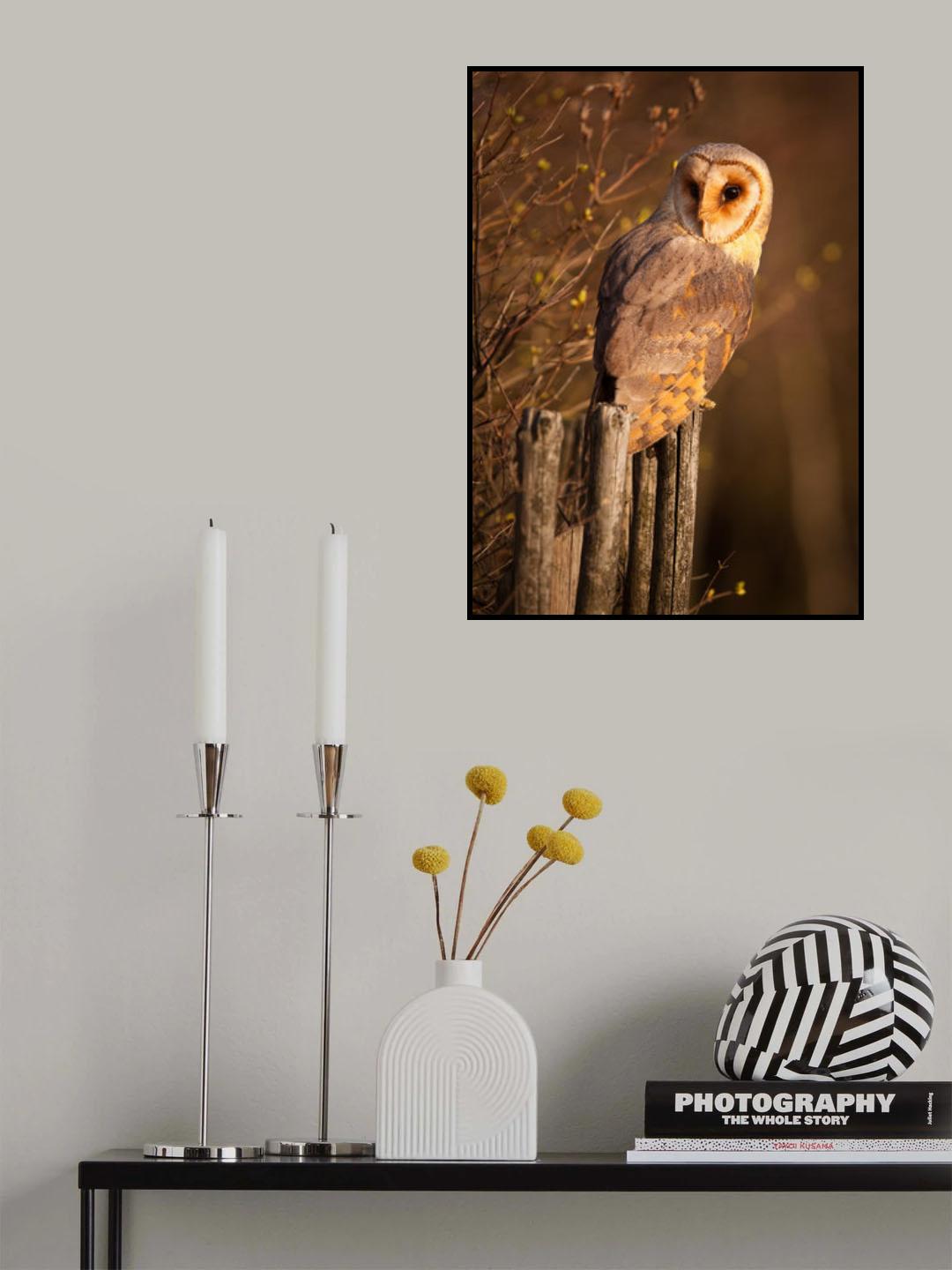 Barn Owl Poster och Canvastavla