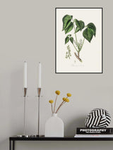 Poison Ivy (rhus Toxicodendron) Medical Botany Poster och Canvastavla