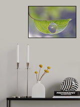 opportunist spider! Poster och Canvastavla
