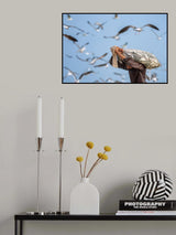 Sardine season Poster och Canvastavla