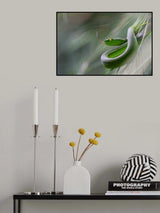 Trimeresurus gumprechti Poster och Canvastavla