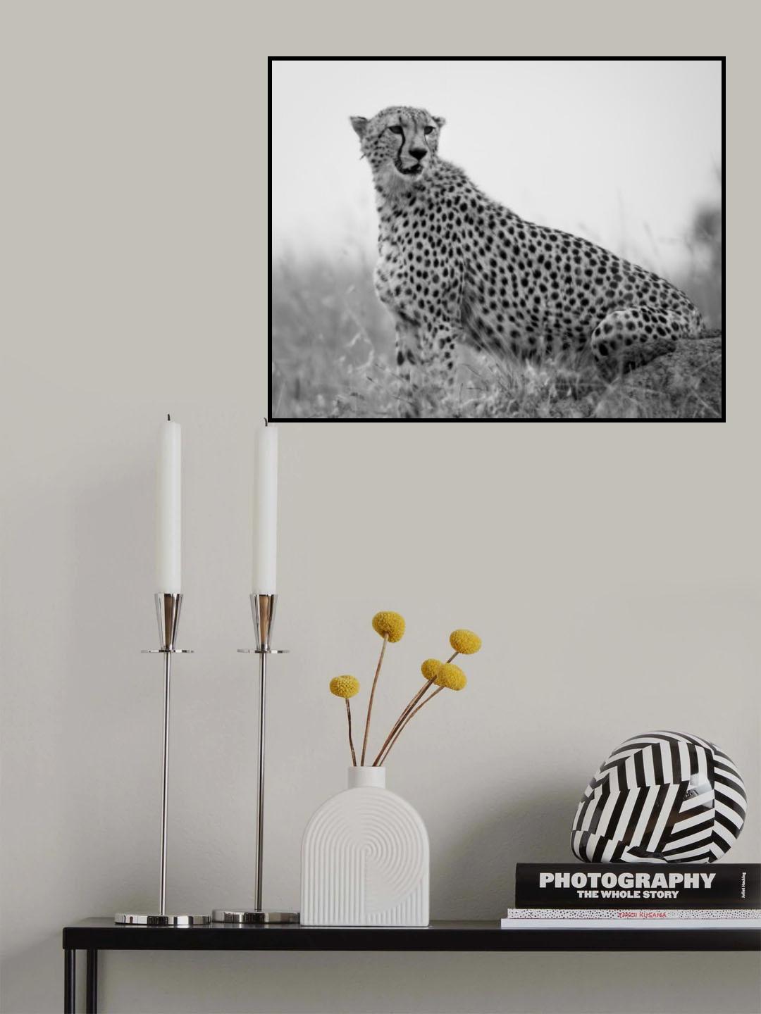 Cheetah .. Mara triangle Poster och Canvastavla