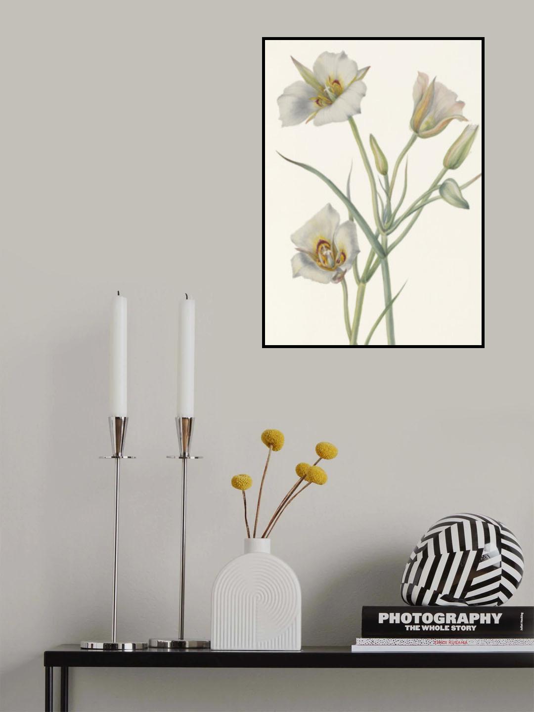 Sego Lily Poster och Canvastavla