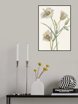 Sego Lily Poster och Canvastavla