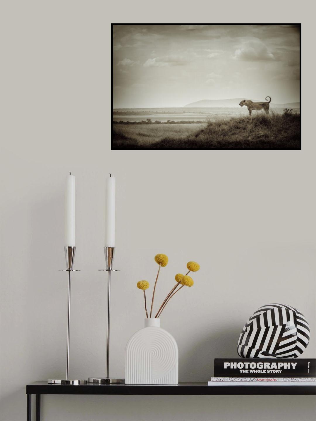 Lone Lioness Poster och Canvastavla