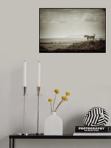 Lone Lioness Poster och Canvastavla