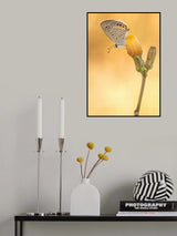 the butterfly Poster och Canvastavla