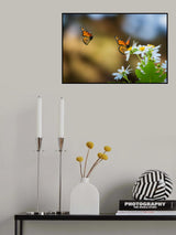 Monarch Butterfly Poster och Canvastavla