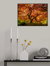 A senior maple tree Poster och Canvastavla