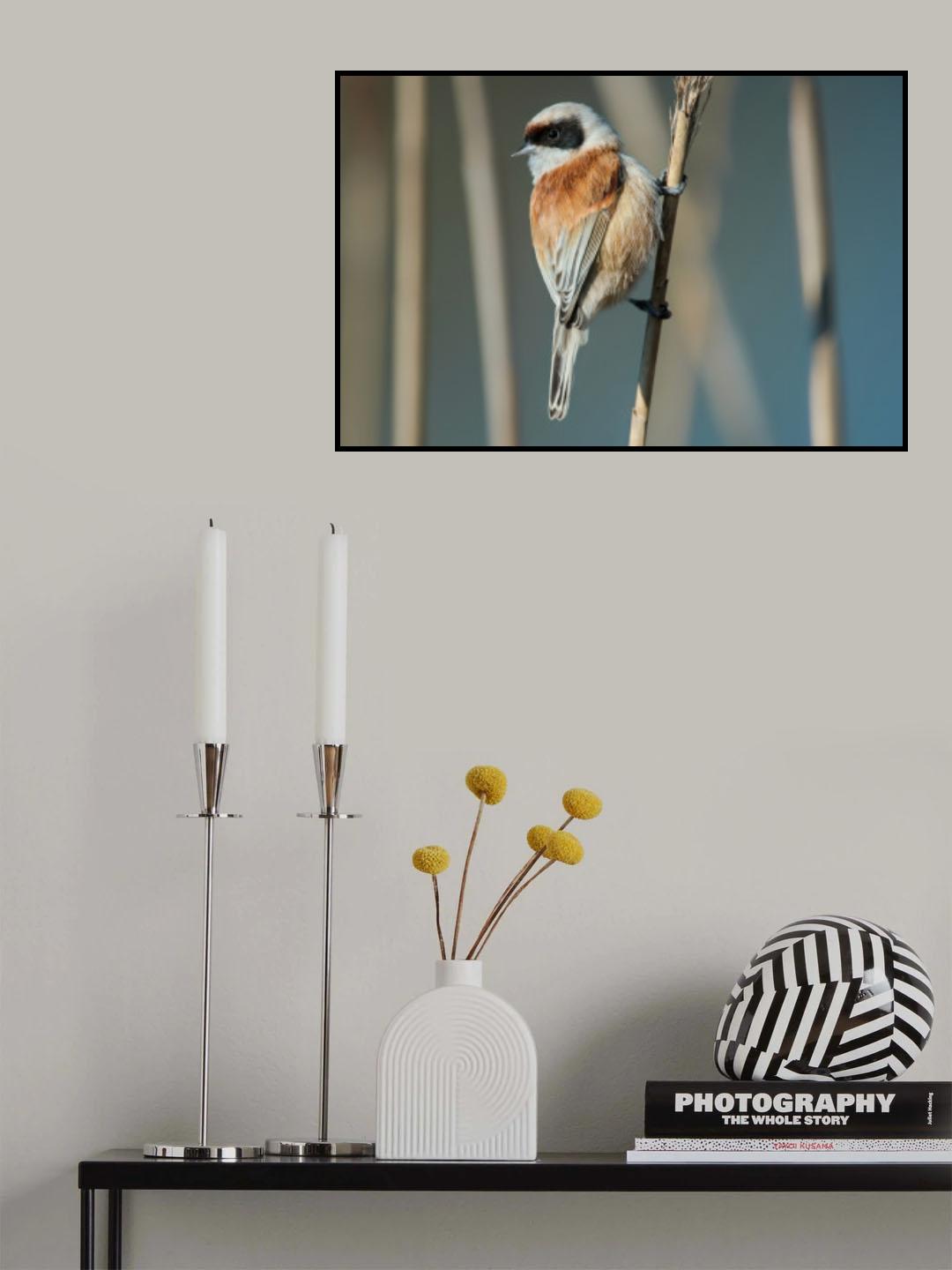 Eurasian Penduline Tit (Remiz pendulinus) - male Poster och Canvastavla
