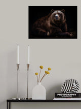 Bear portrait Poster och Canvastavla