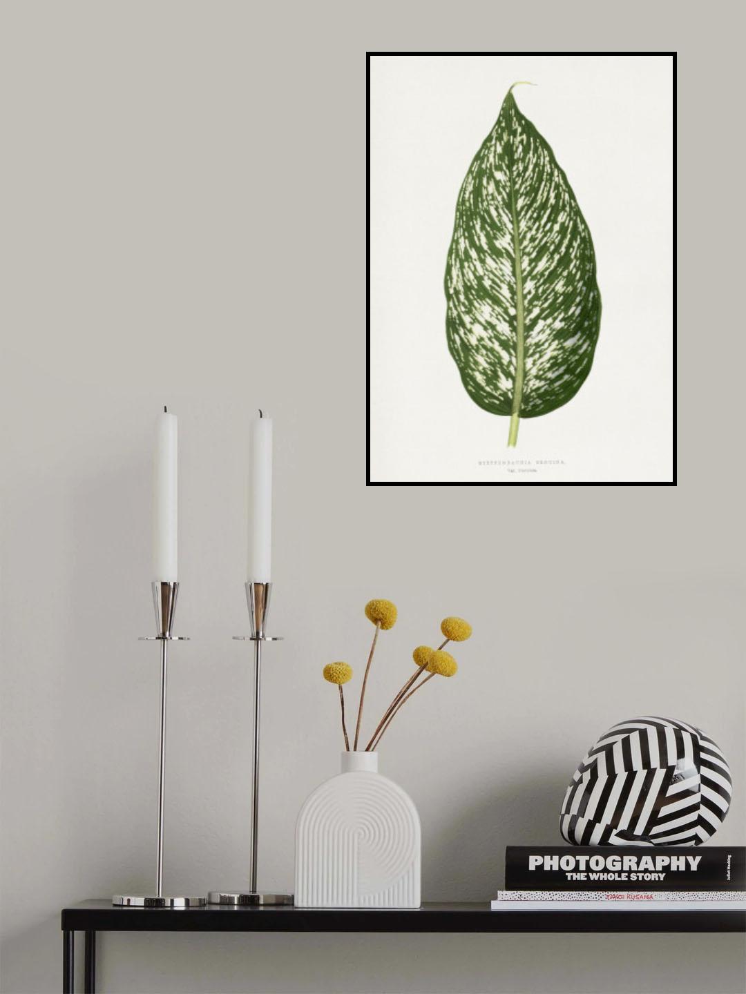 Dieffenbachia Seguina Leaf Illustration Poster och Canvastavla