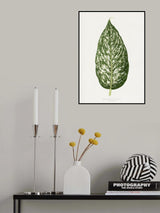 Dieffenbachia Seguina Leaf Illustration Poster och Canvastavla