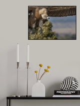 descenso Poster och Canvastavla