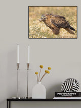 Long-legged buzzard in breafast Poster och Canvastavla