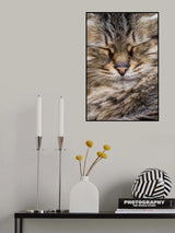 cute cat Poster och Canvastavla