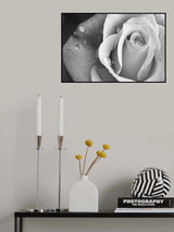 Rain Drops Poster och Canvastavla