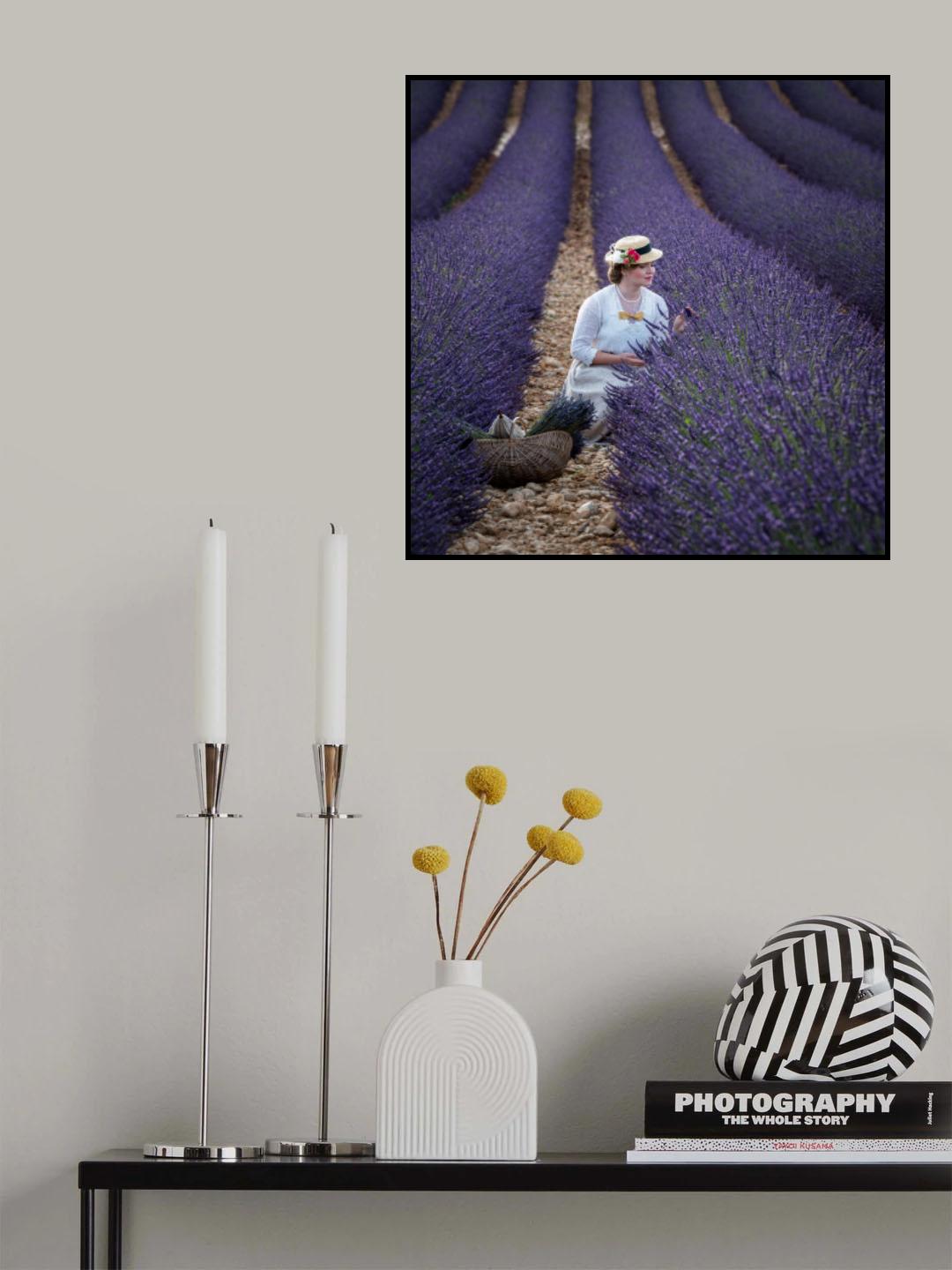 Girl and Lavender Poster och Canvastavla