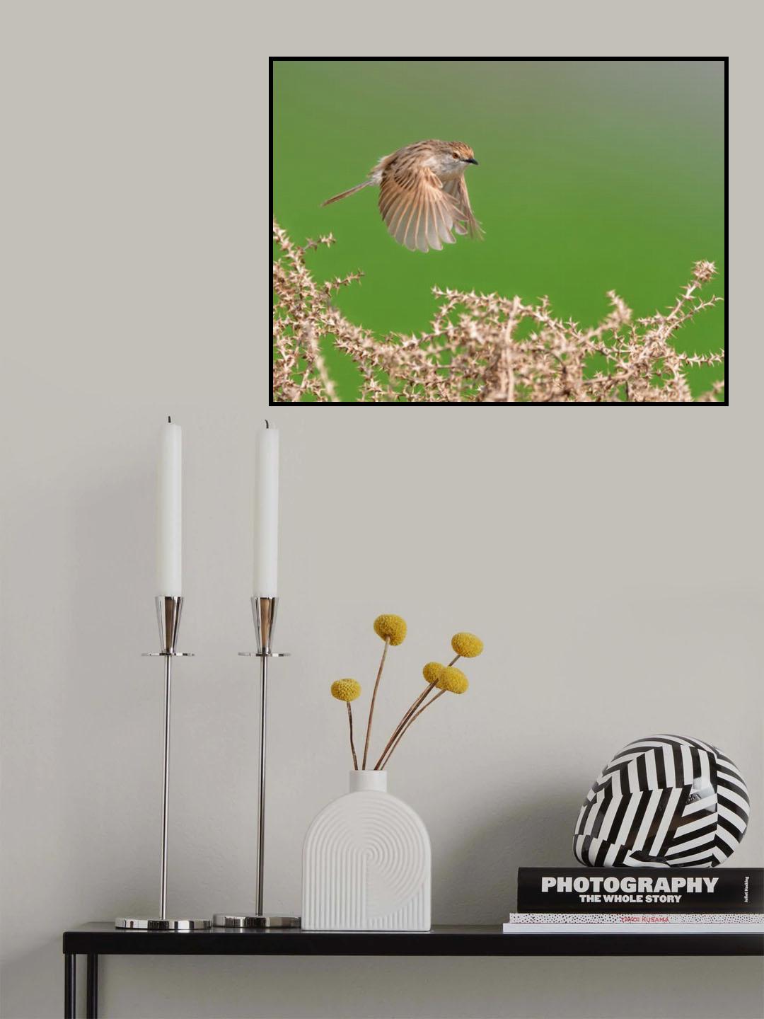 Graceful Prinia in Flight Poster och Canvastavla