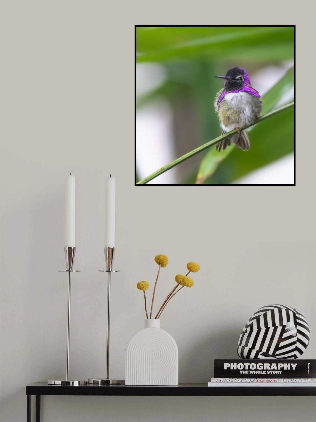 Costa's Hummingbird Poster och Canvastavla