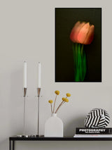 Vermilion tulip Poster och Canvastavla