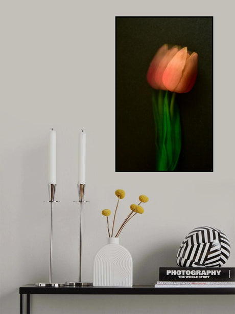 Vermilion tulip Poster och Canvastavla