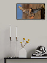 Peregrine Falcon Poster och Canvastavla