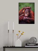 Tipsymonkey Poster och Canvastavla