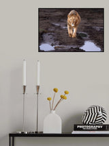 Lions and water Poster och Canvastavla