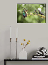 Declaration of hummingbird Poster och Canvastavla