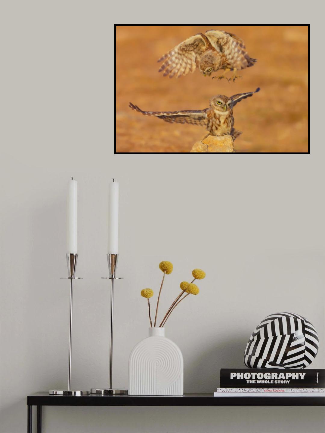 Little owls Poster och Canvastavla