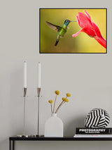 Talamanca hummingbird Poster och Canvastavla