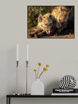 '...sibling rivalry..' Poster och Canvastavla