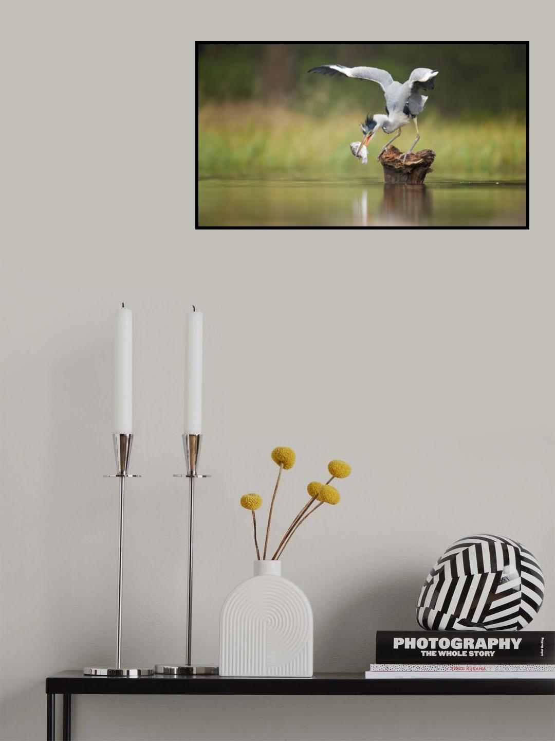 Grey Heron Poster och Canvastavla