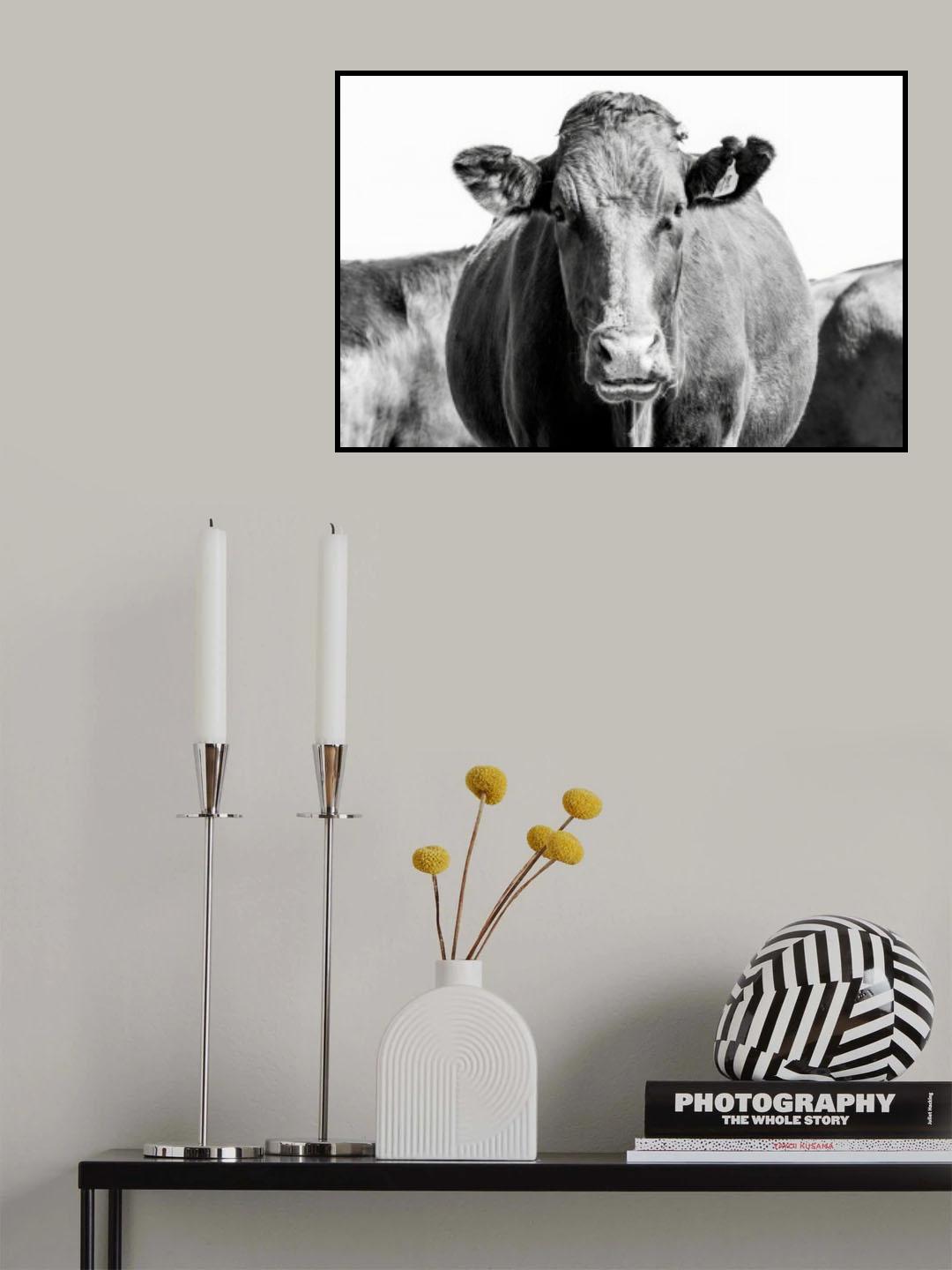 Bonsmara Cow In Black & White Poster och Canvastavla