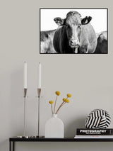 Bonsmara Cow In Black & White Poster och Canvastavla