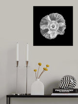 Poppy Poster och Canvastavla