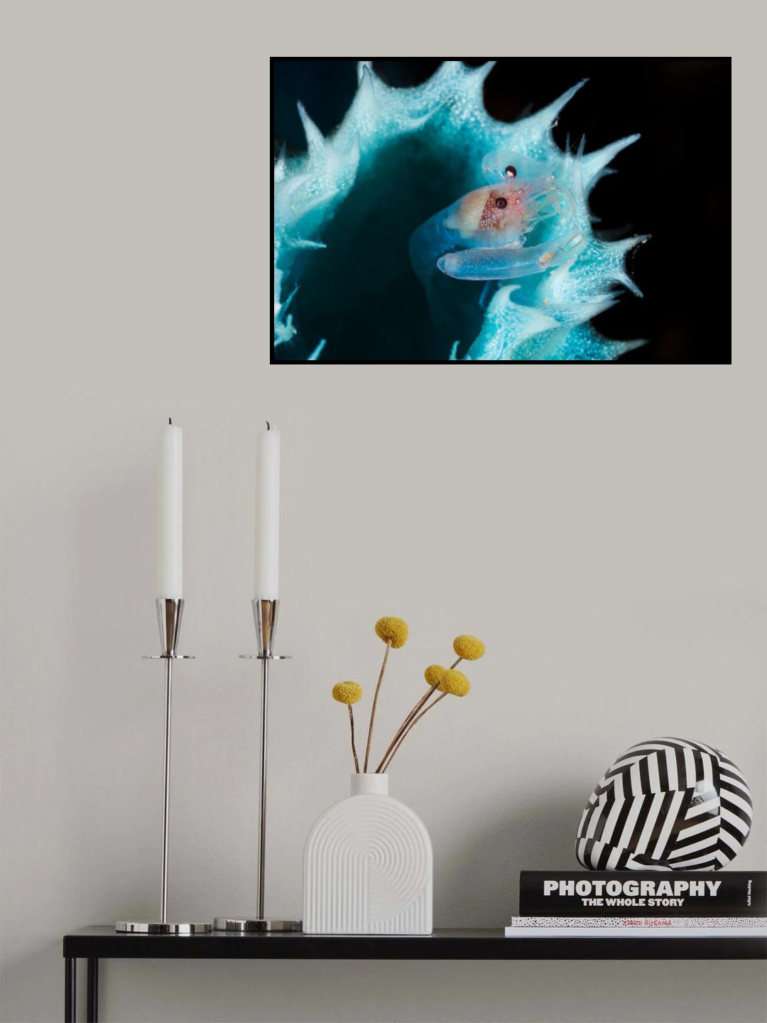 Shrimp in a blue sponge Poster och Canvastavla