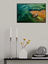 Thu hoạch cỏ bàng Poster och Canvastavla