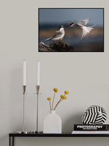 Home delivery, arctic tern style Poster och Canvastavla