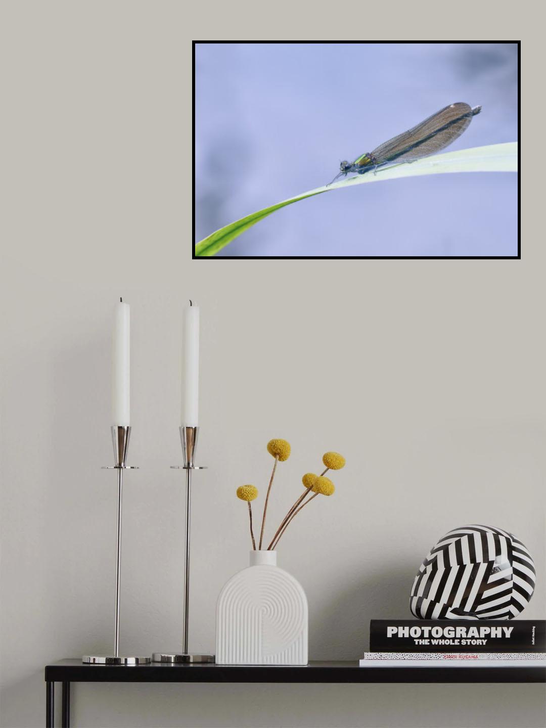 Lace wings Poster och Canvastavla