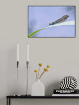 Lace wings Poster och Canvastavla