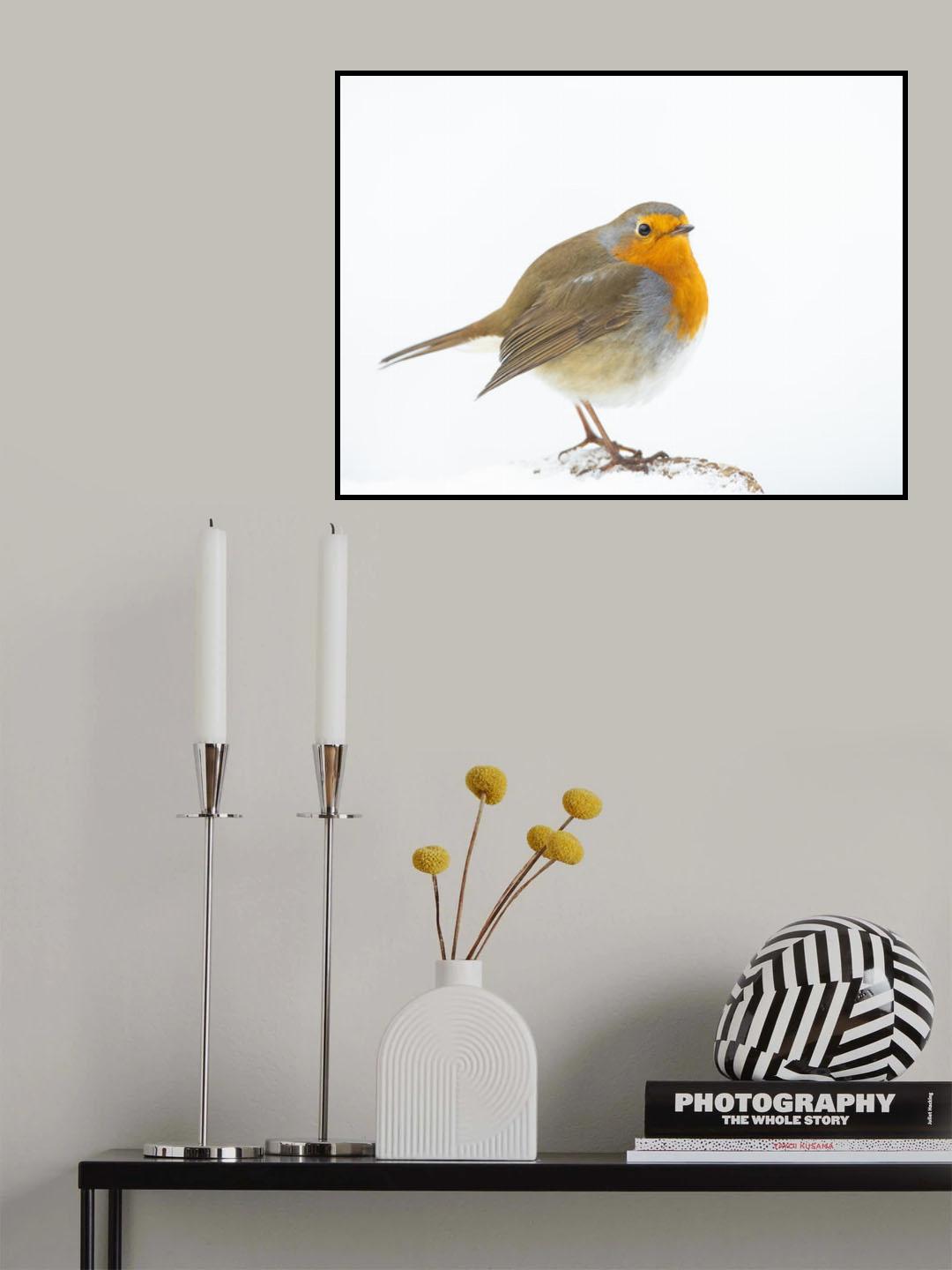 robin in winter Poster och Canvastavla
