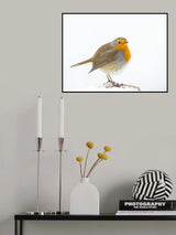 robin in winter Poster och Canvastavla