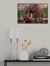 Pumbaa Poster och Canvastavla
