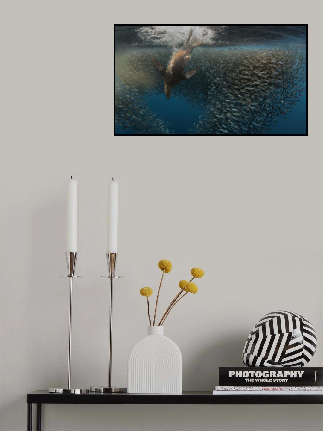 Splash Baitball Poster och Canvastavla
